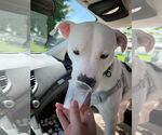Small #3 Bullboxer Pit