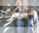 Small #7 Great Pyrenees Mix