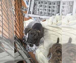 Ruby (NY-Sarah) - Female Dachshund-Unknown Mix Dog for Adoption - Photo #2