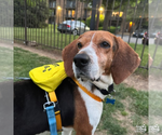 Small #5 Treeing Walker Coonhound Mix