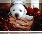 Puppy Paul Labrador Retriever