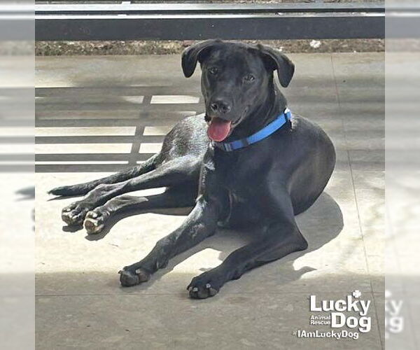 Medium Photo #2 Labrador Retriever-Retriever  Mix Puppy For Sale in Washington, DC, USA