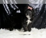 Small #3 Goldendoodle (Miniature)