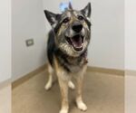 Small #1 German Shepherd Dog Mix