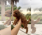 Small Photo #4 Poodle (Toy) Puppy For Sale in PUNTA GORDA, FL, USA
