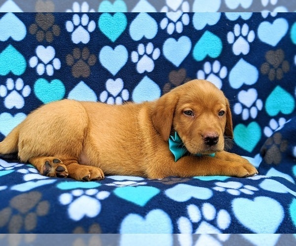 Medium Photo #5 Labrador Retriever Puppy For Sale in QUARRYVILLE, PA, USA