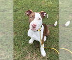 Small #5 American Pit Bull Terrier-Pointer Mix