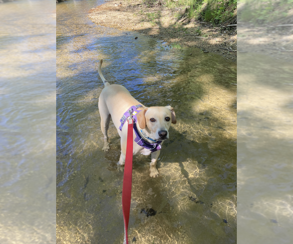 Medium Photo #6 Mutt Puppy For Sale in Candler, NC, USA