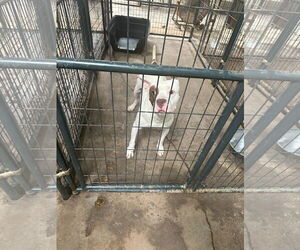 American Staffordshire Terrier-Unknown Mix Dogs for adoption in Jackson, MS, USA