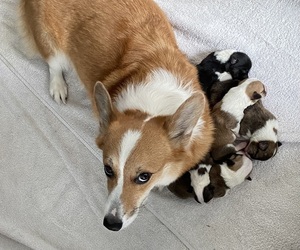 Mother of the Pembroke Welsh Corgi puppies born on 05/18/2022