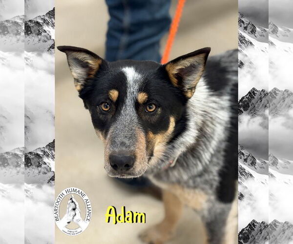 Medium Photo #4 Border Collie-Unknown Mix Puppy For Sale in Red Lodge, MT, USA