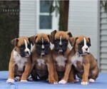 Small Photo #2 Boxer Puppy For Sale in NEW HOLLAND, PA, USA