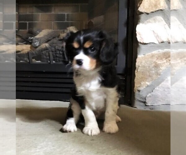 Medium Photo #4 Cavalier King Charles Spaniel Puppy For Sale in PARKESBURG, PA, USA