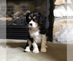 Small Photo #4 Cavalier King Charles Spaniel Puppy For Sale in PARKESBURG, PA, USA