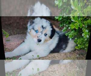 Medium Australian Shepherd