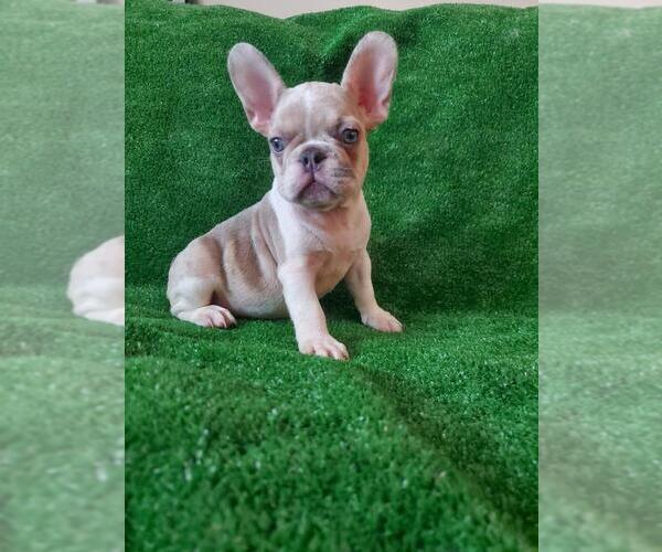 Medium Photo #3 French Bulldog Puppy For Sale in N LAS VEGAS, NV, USA