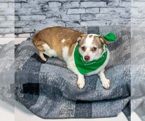 Medium Photo #2 Chihuahua-Unknown Mix Puppy For Sale in Kennesaw, GA, USA