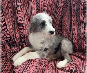 Aussiedoodle Puppy for sale in SQUIRES, MO, USA