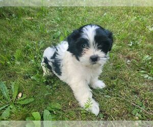 Zuchon Puppy for Sale in NOVI, Michigan USA