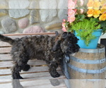 Small Photo #2 Bernedoodle-Poodle (Miniature) Mix Puppy For Sale in GREENWOOD, WI, USA