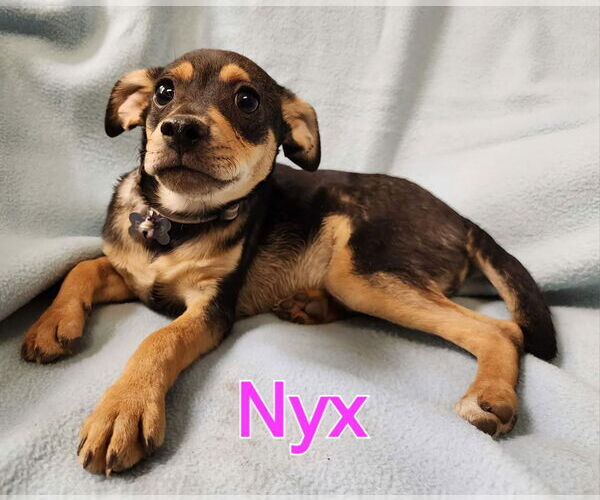 Medium Photo #1 Chihuahua-Unknown Mix Puppy For Sale in Modesto, CA, USA