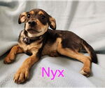 Small Chihuahua Mix