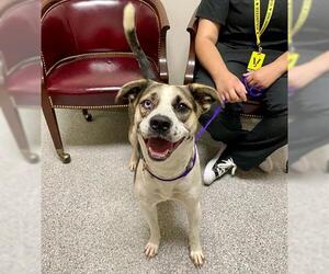 Catahoula Leopard Dog-Unknown Mix Dogs for adoption in Pasadena, TX, USA