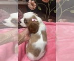 Small #6 Cavalier King Charles Spaniel