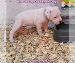 Small Photo #44 Dogo Argentino Puppy For Sale in JANE, MO, USA