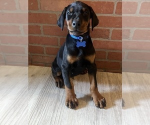 Doberman Pinscher Puppy for sale in AKRON, OH, USA