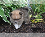 Small #3 Pomeranian