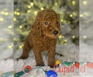 Goldendoodle Puppy for Sale in LAKE PANASOFFKEE, Florida USA