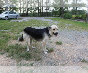 Mother of the Bernese Mountain Dog-Labrador Retriever Mix puppies born on 06/28/2026