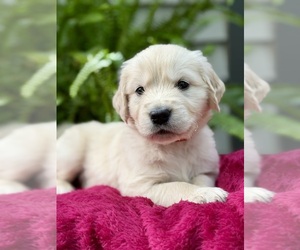 Medium Golden Retriever