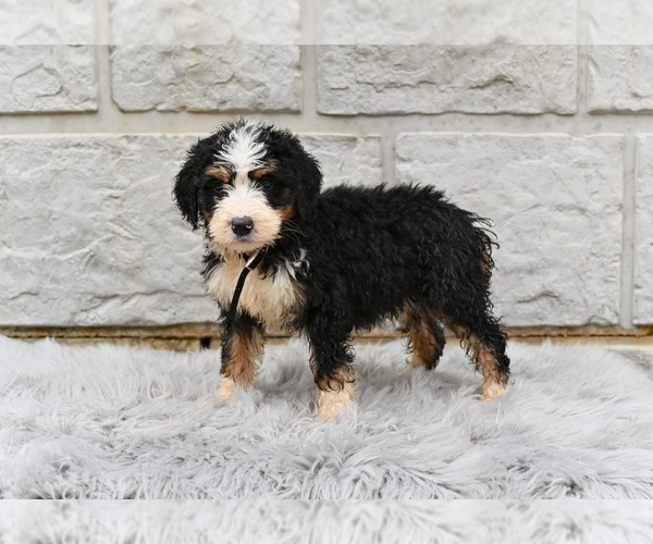 Medium Photo #4 Bernedoodle Puppy For Sale in MILLERSBURG, OH, USA