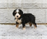 Small #3 Bernedoodle