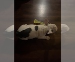 Small #9 French Bulldog