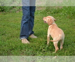 Puppy Flowers Labrador Retriever