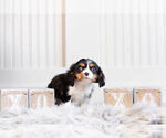 Small Photo #10 Cavalier King Charles Spaniel Puppy For Sale in WARSAW, IN, USA