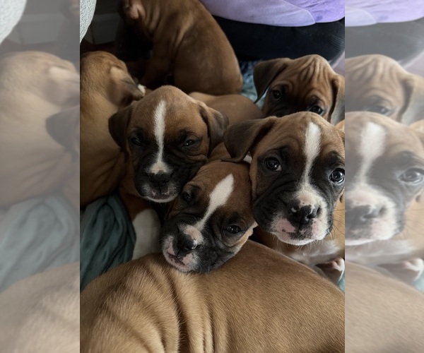 Medium Photo #2 Boxer Puppy For Sale in NEWBERG, OR, USA
