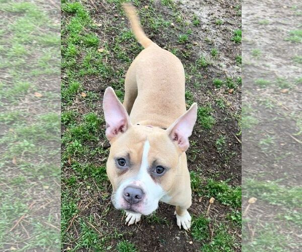 Medium Photo #1 American Bulldog Puppy For Sale in Monticello, MS, USA