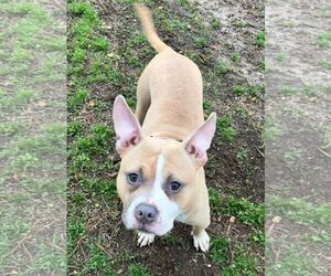 American Bulldog Dogs for adoption in Monticello, MS, USA