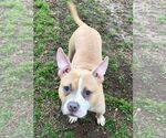 Small American Bulldog