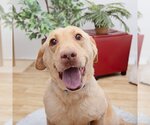 Small Photo #2 Labrador Retriever-Unknown Mix Puppy For Sale in Los Angeles, CA, USA