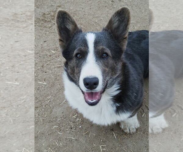 Medium Photo #1 Pembroke Welsh Corgi Puppy For Sale in KEENESBURG, CO, USA