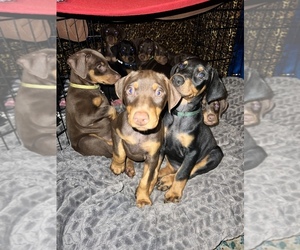 Doberman Pinscher Puppy for sale in RIALTO, CA, USA