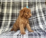 Small #3 Goldendoodle (Miniature)
