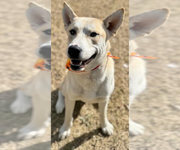 Medium Photo #6 Siberian Husky Puppy For Sale in Great Bend, KS, USA