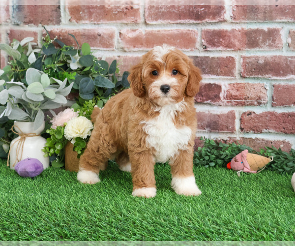 Medium Photo #10 Goldendoodle mix (+ Poodle Miniature) Puppy For Sale in SYRACUSE, IN, USA