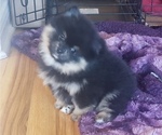 Small Photo #1 Pomeranian Puppy For Sale in LAKE ELSINORE, CA, USA